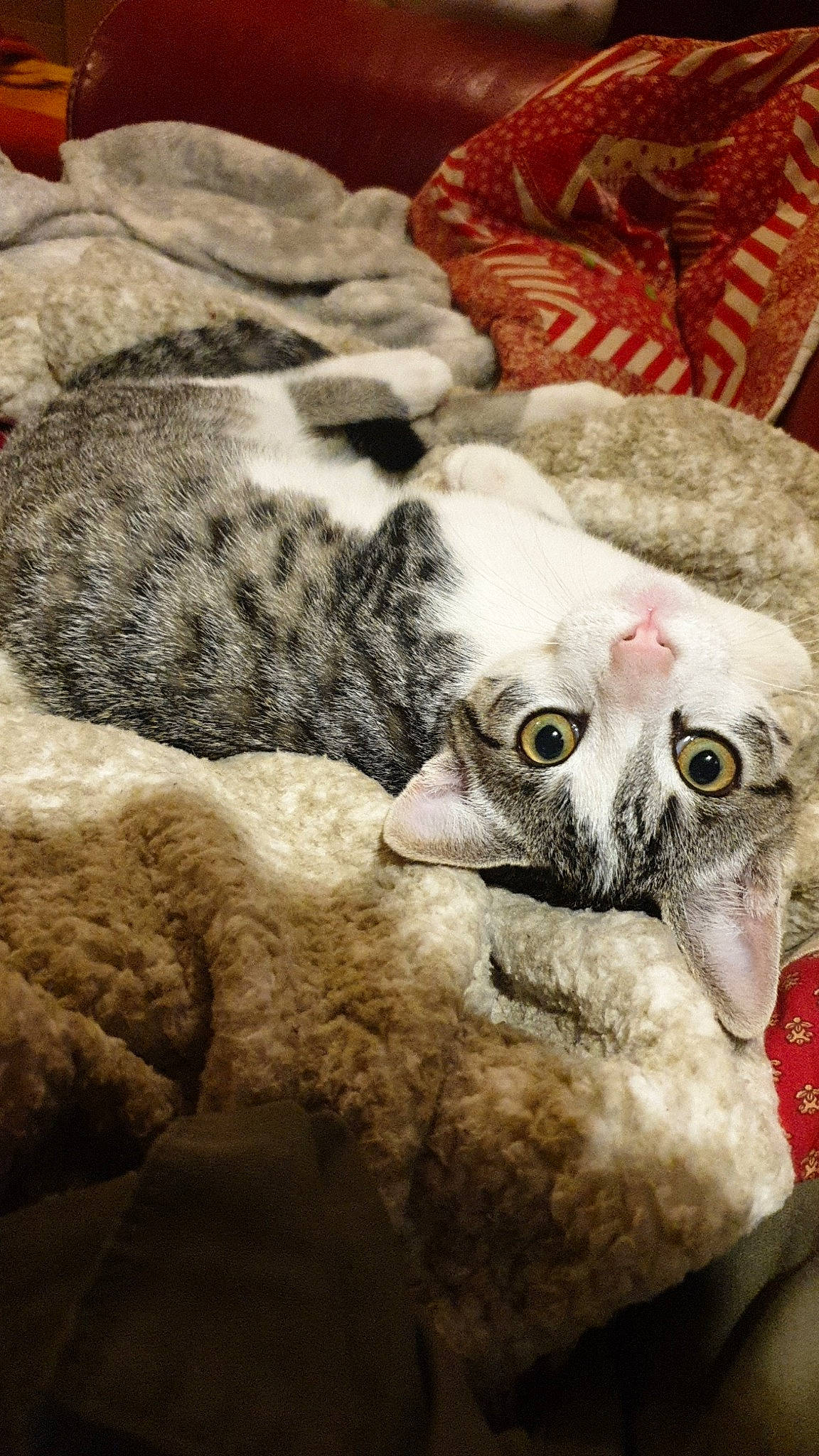 Ramsès participe au concours pour gagner de l'argent avec cette photo : american_shorthair, carnivore, cat, cornish_rex, devon_rex, european_shorthair, felidae, fur, kitten, small_to_medium_sized_cats, tabby_cat, vertebrate, whiskers