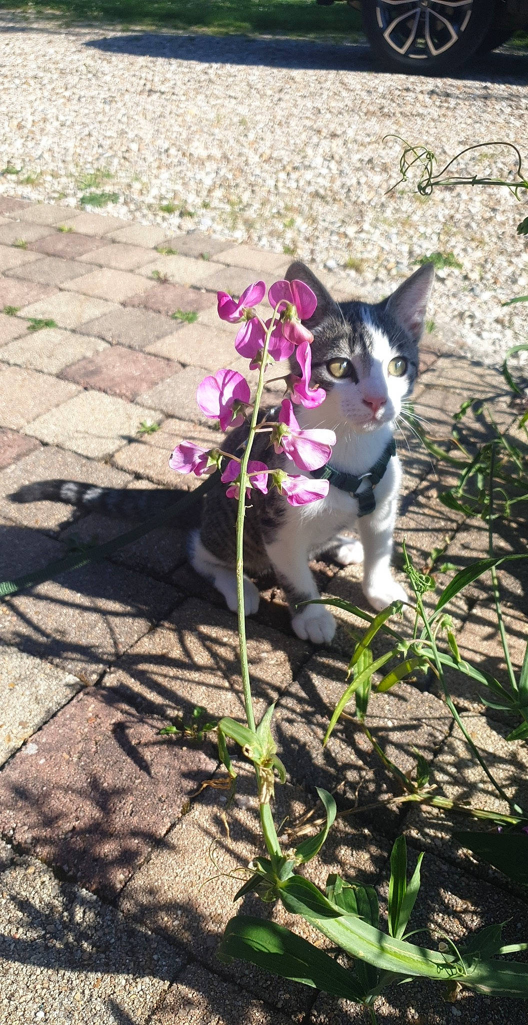 Ramsès a rejoint le concours — aidez-le/la à gagner de superbes lots ! aegean_cat, canidae, carnivore, cat, domestic_short_haired_cat, felidae, flower, grass, plant, small_to_medium_sized_cats, tail, viola, violet_family, whiskers, wildflower