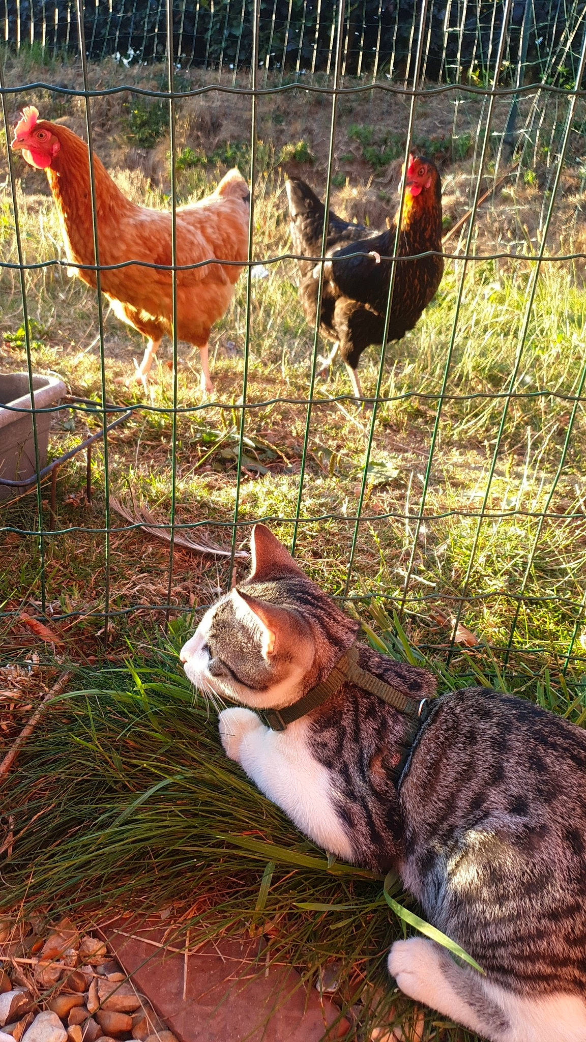 Ramsès participe au concours pour gagner de l'argent avec cette photo : beak, bird, cat, chicken, fawn, felidae, fowl, galliformes, grass, livestock, phasianidae, poultry, rooster, small_to_medium_sized_cats, tail, vertebrate, wildlife