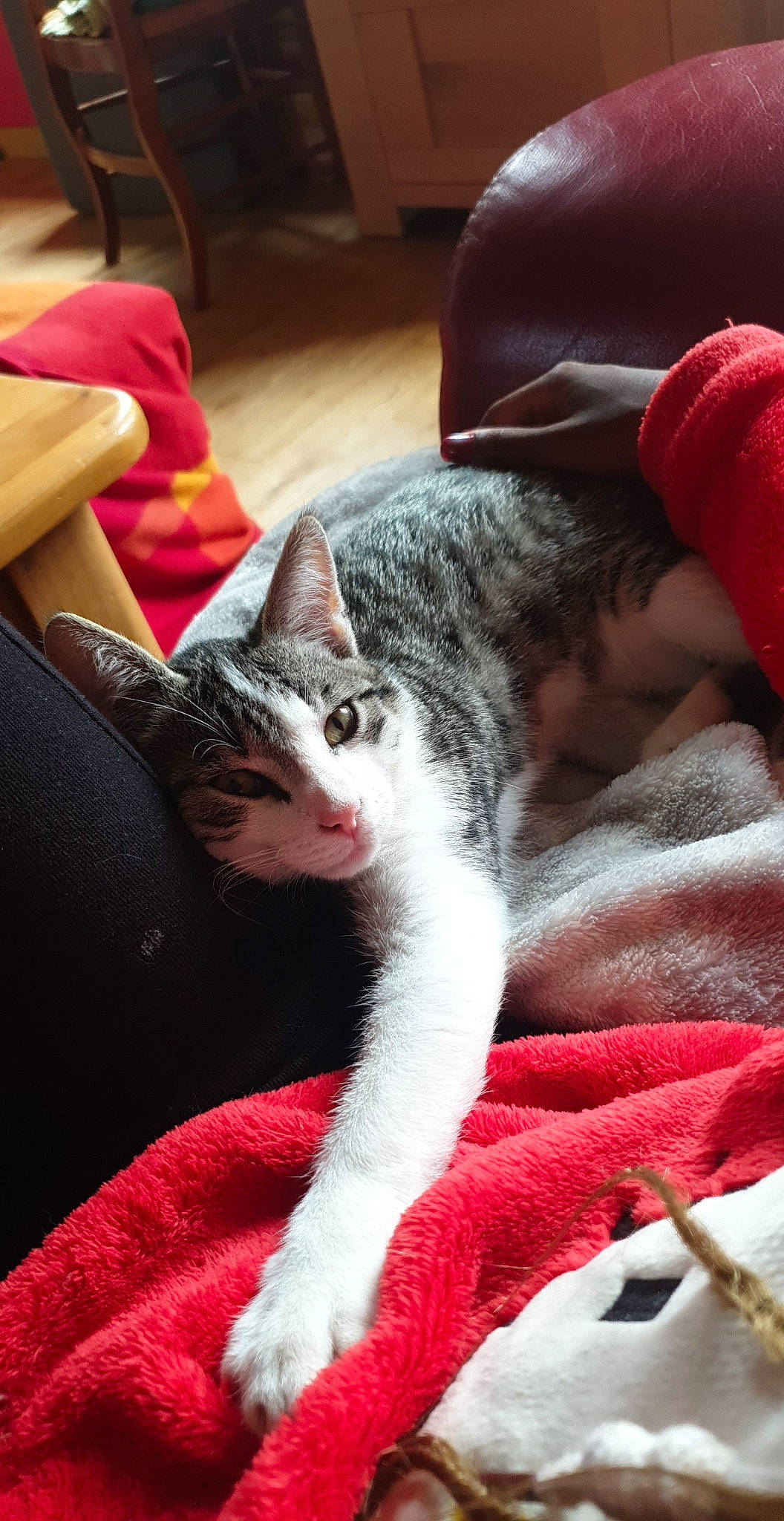 Ramsès a rejoint le concours — aidez-le/la à gagner de superbes lots ! asian, carnivore, cat, domestic_short_haired_cat, felidae, fur, kitten, leg, nap, small_to_medium_sized_cats, whiskers