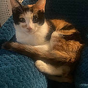 Baby is registered to the contest to win money with this photo: animal, blanket, blue, calico, cat, cozy, curled_up, cute, ears, feline, fur, home, indoor, looking, pet, resting, soft, tail, warm, whiskers