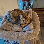 Michouette participe au concours pour gagner de l'argent avec cette photo : cat, tabby_cat, pet, indoor, cat_bed, plush, furniture, home, cozy, alert, animal, fur, ears, whiskers, floor, door, window, wooden_rack, tiles, resting