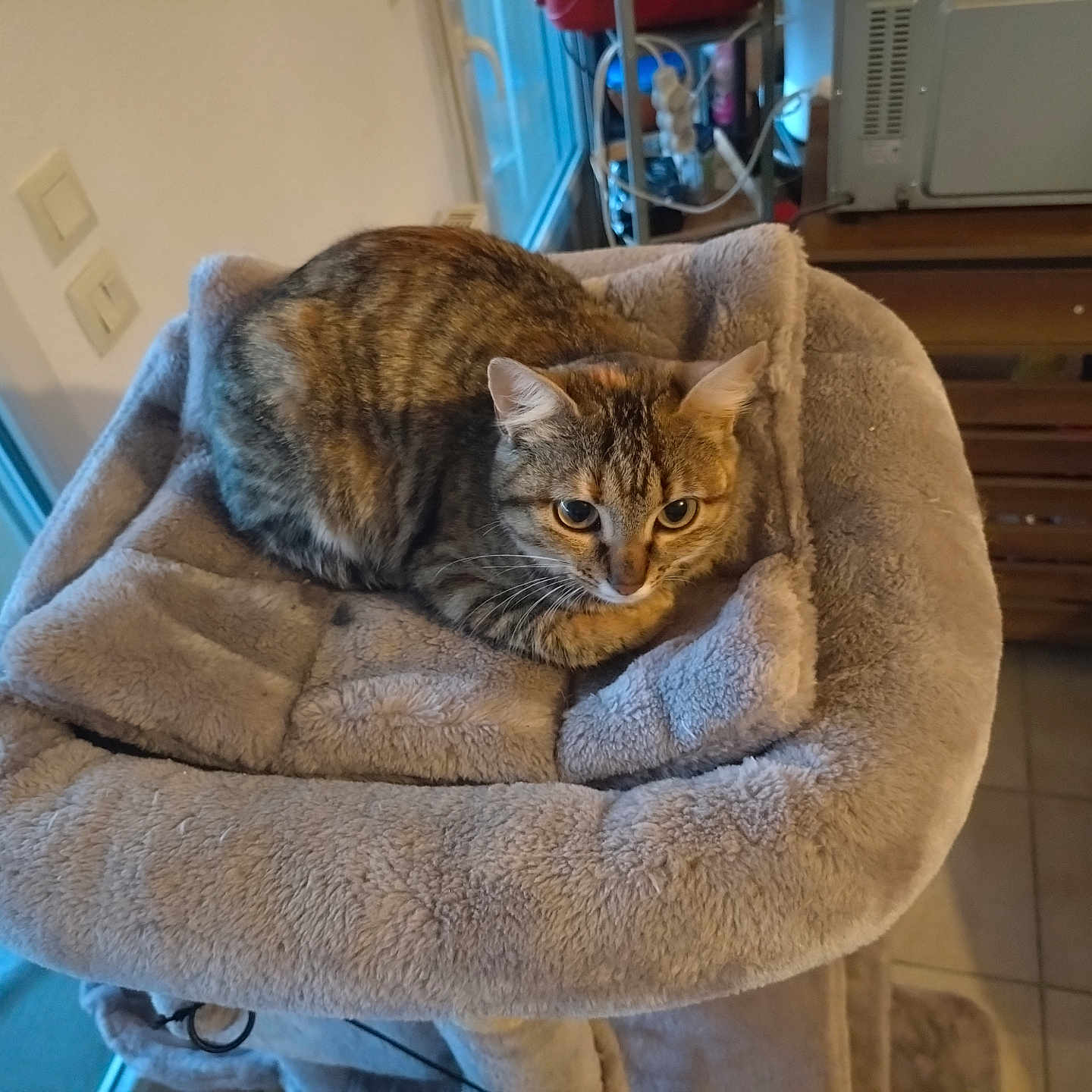 Michouette participe au concours pour gagner de l'argent avec cette photo : alert, animal, cat, cat_bed, cozy, door, ears, floor, fur, furniture, home, indoor, pet, plush, resting, tabby_cat, tiles, whiskers, window, wooden_rack
