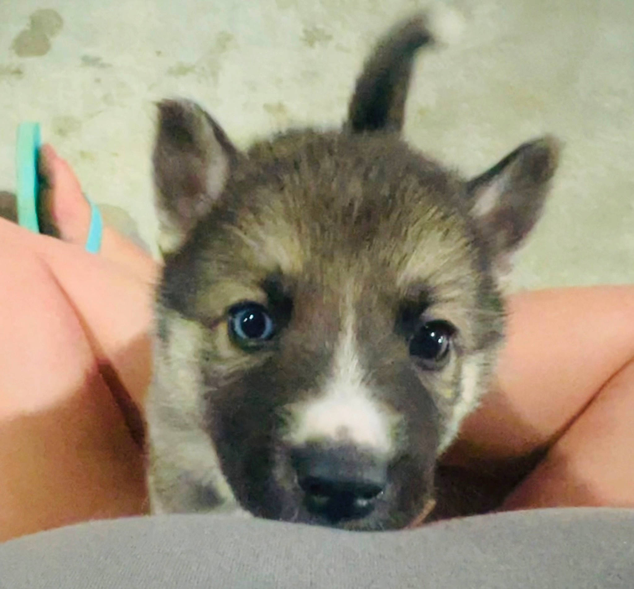 Jax is registered to the contest to win money with this photo: canidae, carnivore, companion_dog, dog, dog_breed, fawn, fur, non_sporting_group, snout, sporting_group, terrestrial_animal, whiskers, working_animal, working_dog