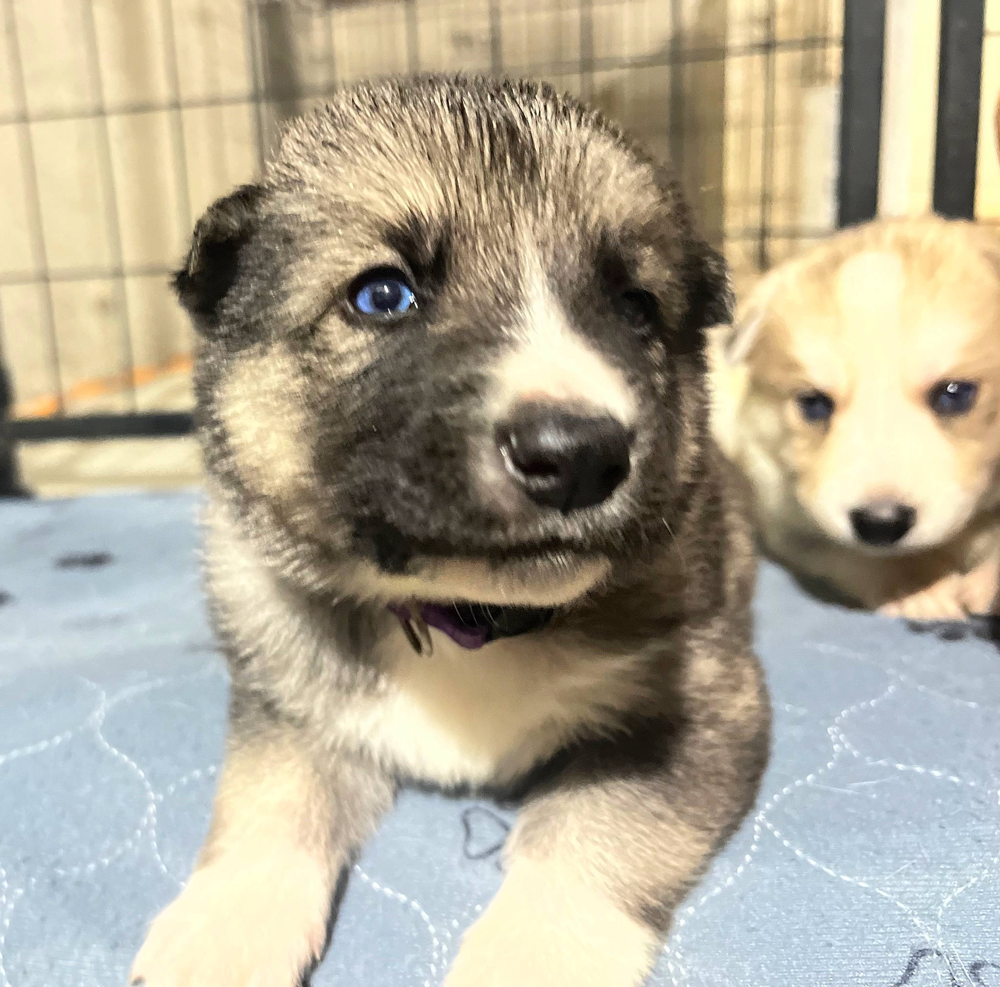 Jax is registered to the contest to win money with this photo: ancient_dog_breeds, animal_shelter, canidae, carnivore, companion_dog, dog, dog_breed, eye, fawn, fur, head, mustelidae, paw, procyonidae, puppy, snout, terrestrial_animal, toy_dog, whiskers, wildlife