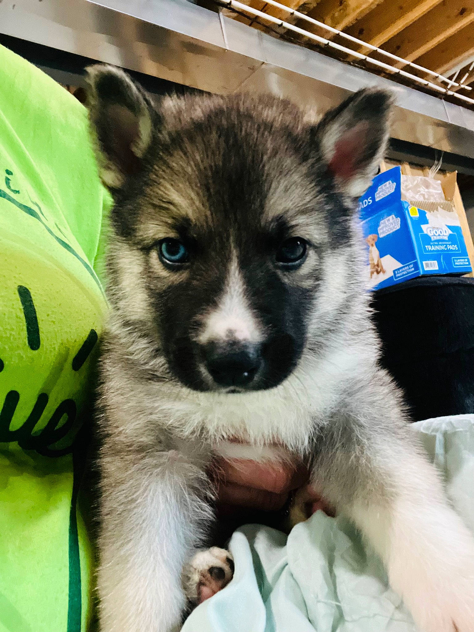 Jax is registered to the contest to win money with this photo: ancient_dog_breeds, canidae, carnivore, companion_dog, dog, dog_breed, fur, non_sporting_group, puppy, sled_dog, snout, sporting_group, terrestrial_animal, toy_dog, whiskers, working_animal, working_dog