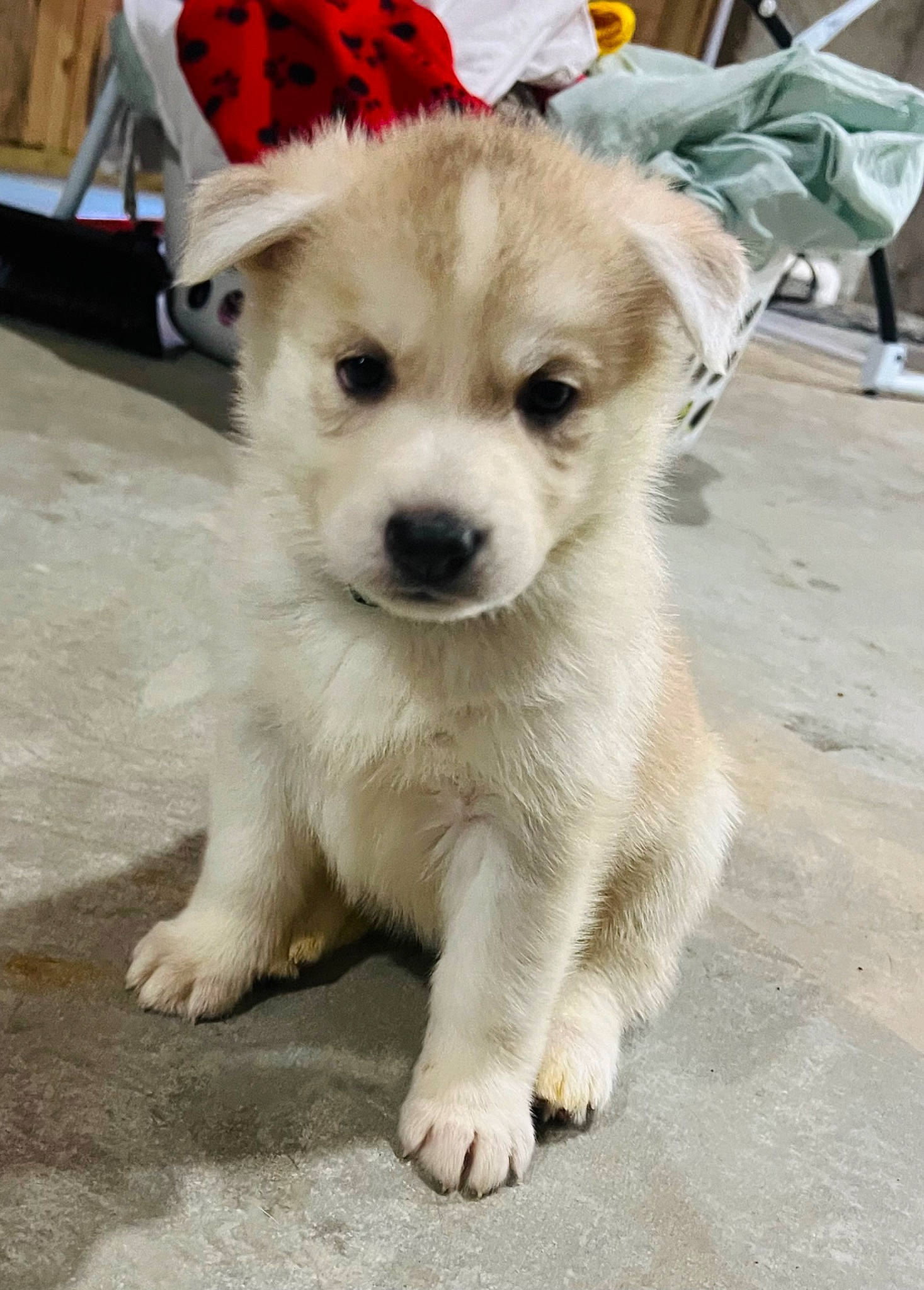 Eva joined the competition — help win amazing prizes! ancient_dog_breeds, collar, companion_dog, dog, firefighter, fur, leash, non_sporting_group, road_surface, whiskers, working_animal, working_dog