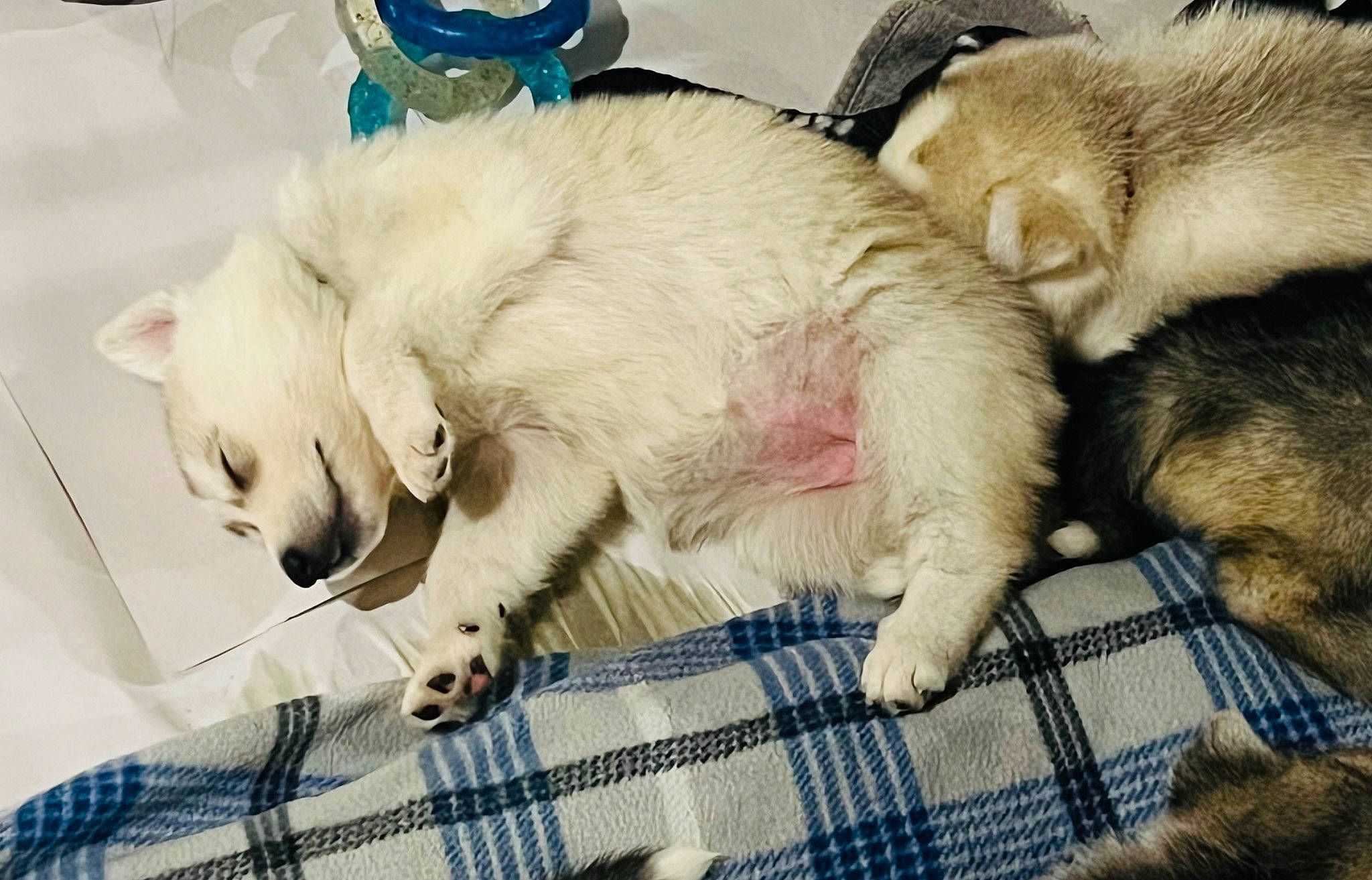 Eva is registered to the contest to win money with this photo: canidae, carnivore, claw, comfort, companion_dog, dog, dog_breed, fawn, fur, nap, pattern, paw, plaid, sleep, snout, sporting_group, tail, tartan, whiskers, working_animal