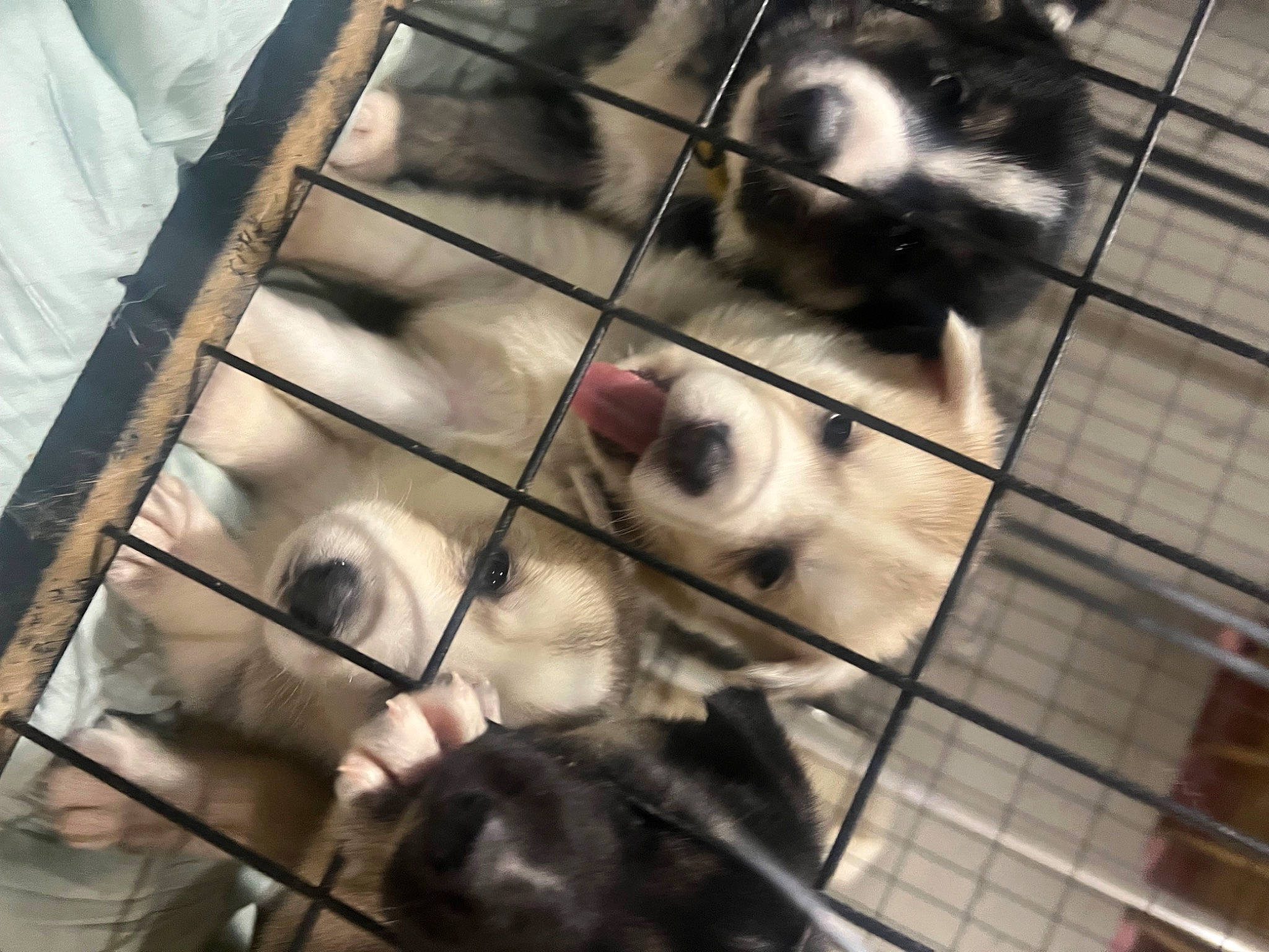 Eva joined the competition — help win amazing prizes! animal_shelter, black, cage, canidae, companion_dog, dog, dog_breed, fawn, fur, gas, mammal, mesh, metal, mousetrap, pet_supply, service, snout, sporting_group, whiskers, white