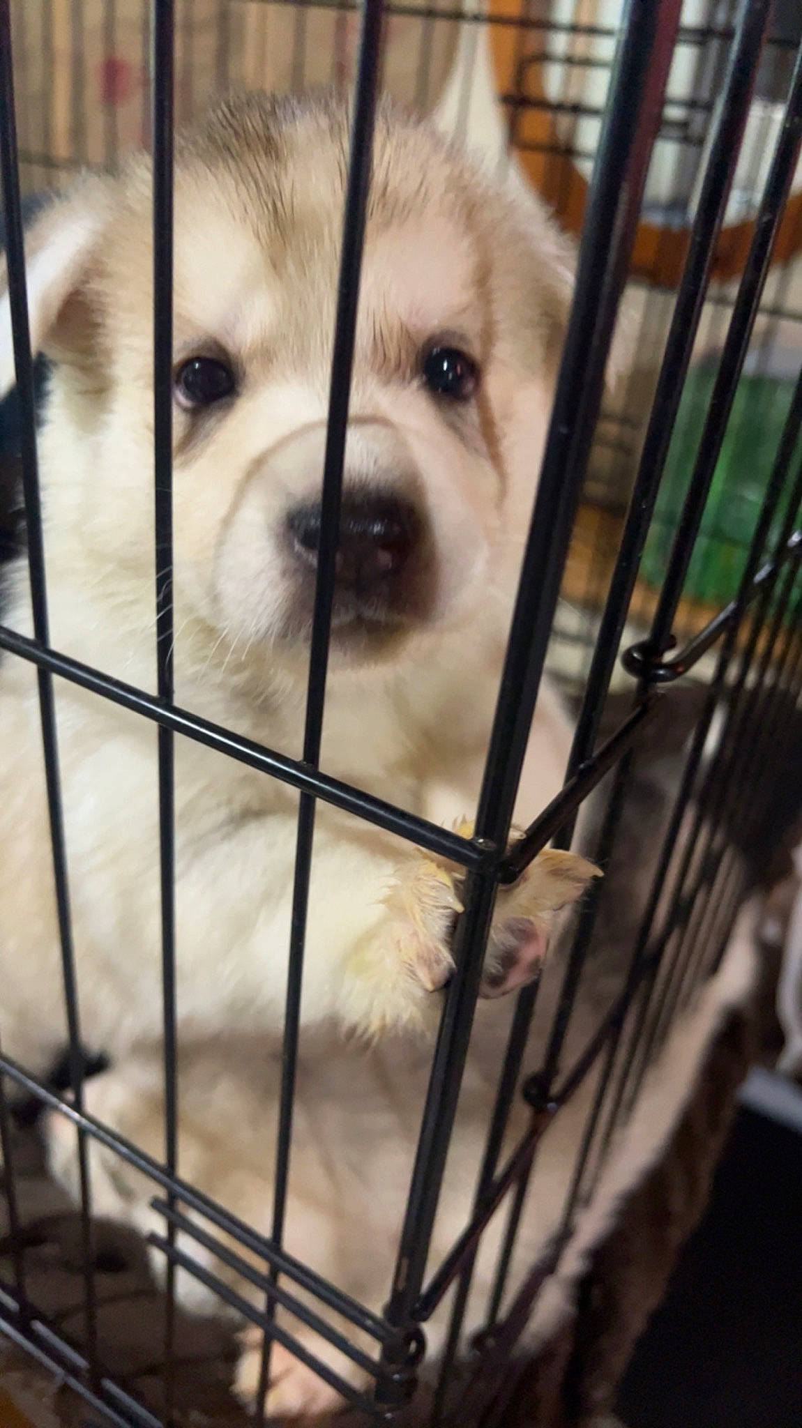 Karma joined the competition — help win amazing prizes! animal_shelter, cage, carnivore, companion_dog, dog, dog_breed, dog_supply, fawn, fence, fur, mammal, metal, pet_supply, snout, terrestrial_animal, tire, toy_dog, wheel, whiskers, working_animal