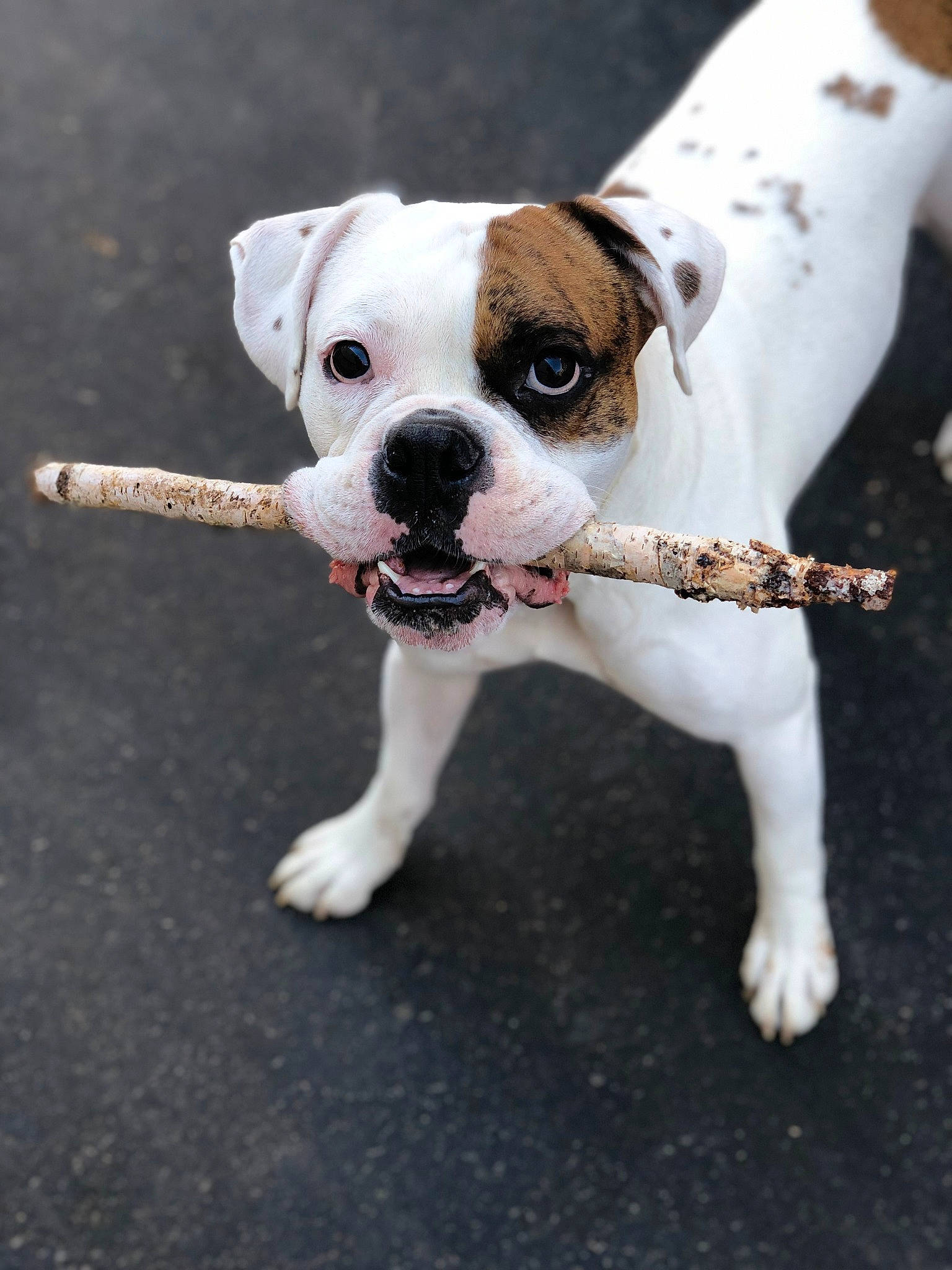 Thor is registered to the contest to win money with this photo: american_bulldog, australian_bulldog, boxer, canidae, carnivore, companion_dog, dog, dog_breed, fawn, mammal, non_sporting_group, old_english_bulldog, olde_english_bulldogge, puppy, snout, sporting_group, toy_bulldog, valley_bulldog, vertebrate, white_english_bulldog