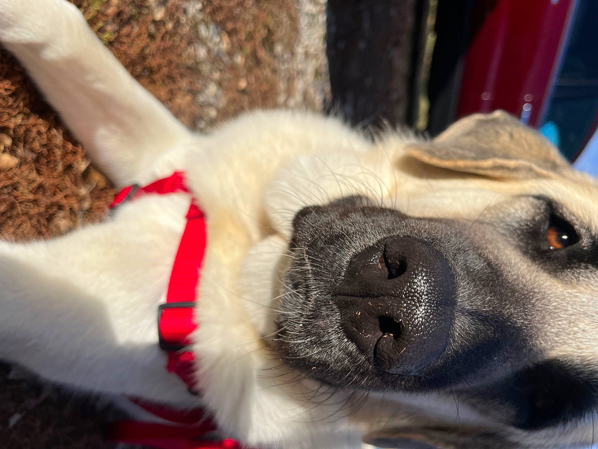 Elsie Mae joined the competition — help win amazing prizes! canidae, carnivore, collar, companion_dog, dog, dog_breed, dog_collar, ear, fawn, fur, leash, non_sporting_group, paw, pet_supply, snout, sporting_group, tail, whiskers, working_animal, working_dog