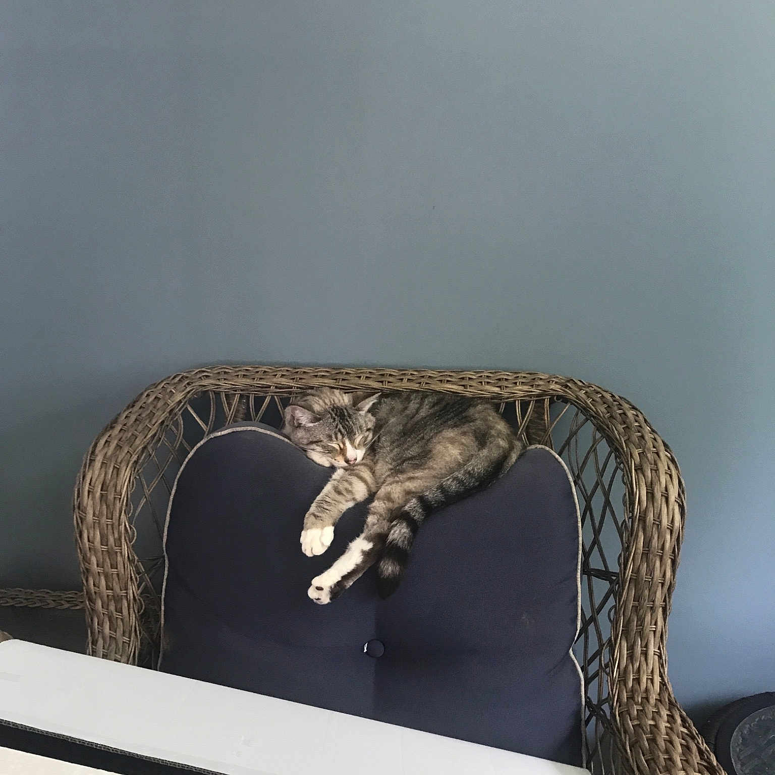 Simba joined the competition — help win amazing prizes! boa, boa_constrictor, bullsnake, burmese_python, colubridae, corn_snake, python, python_family, rattlesnake, reptile, room, scaled_reptile, serpent, snake, tail, wildlife