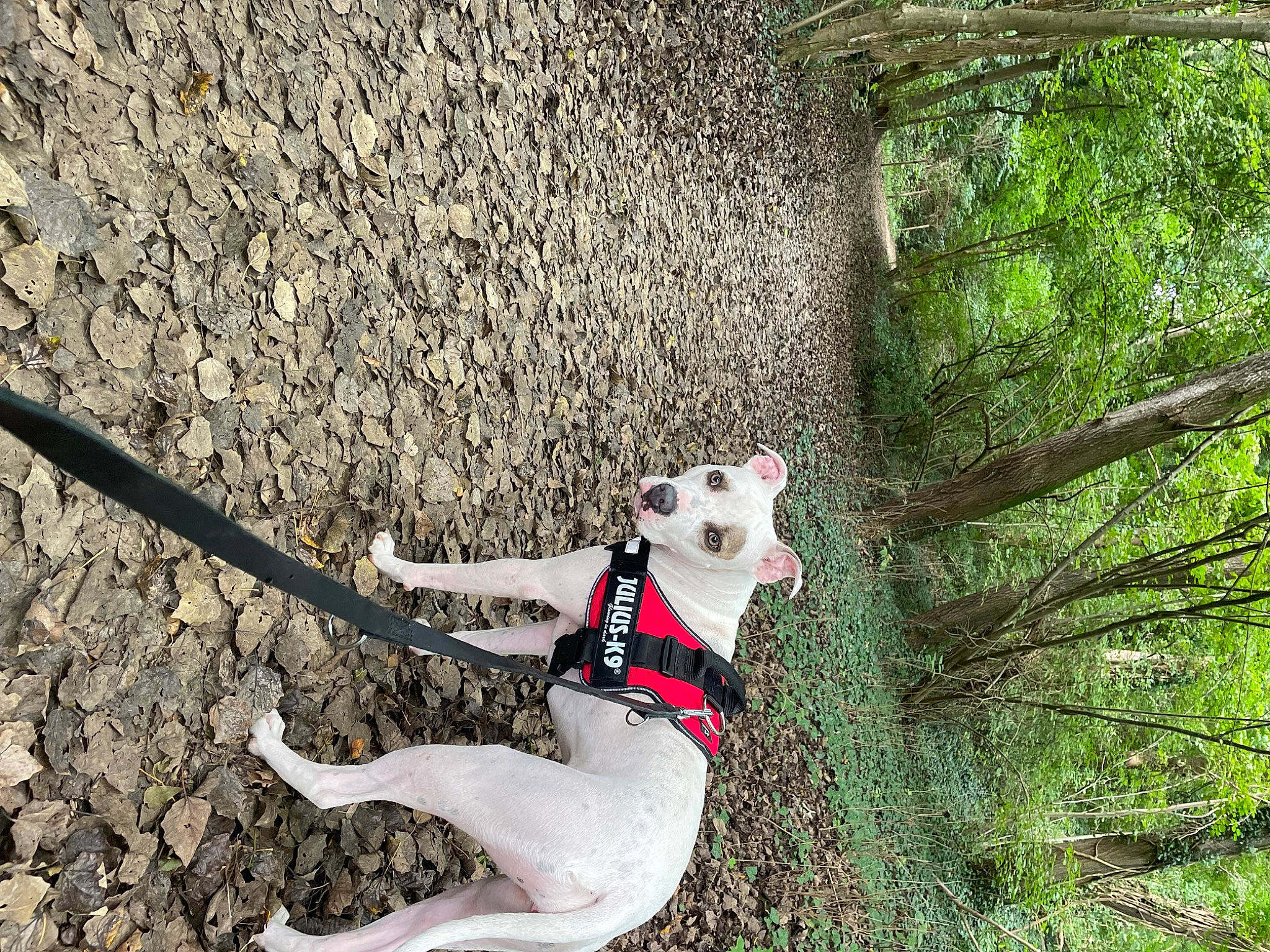 Mel a rejoint le concours — aidez-le/la à gagner de superbes lots ! canidae, carmine, carnivore, collar, companion_dog, dog, dog_breed, dog_collar, dog_supply, fashion_accessory, fawn, grass, leash, plant, recreation, sporting_group, tail, tree, trunk, twig