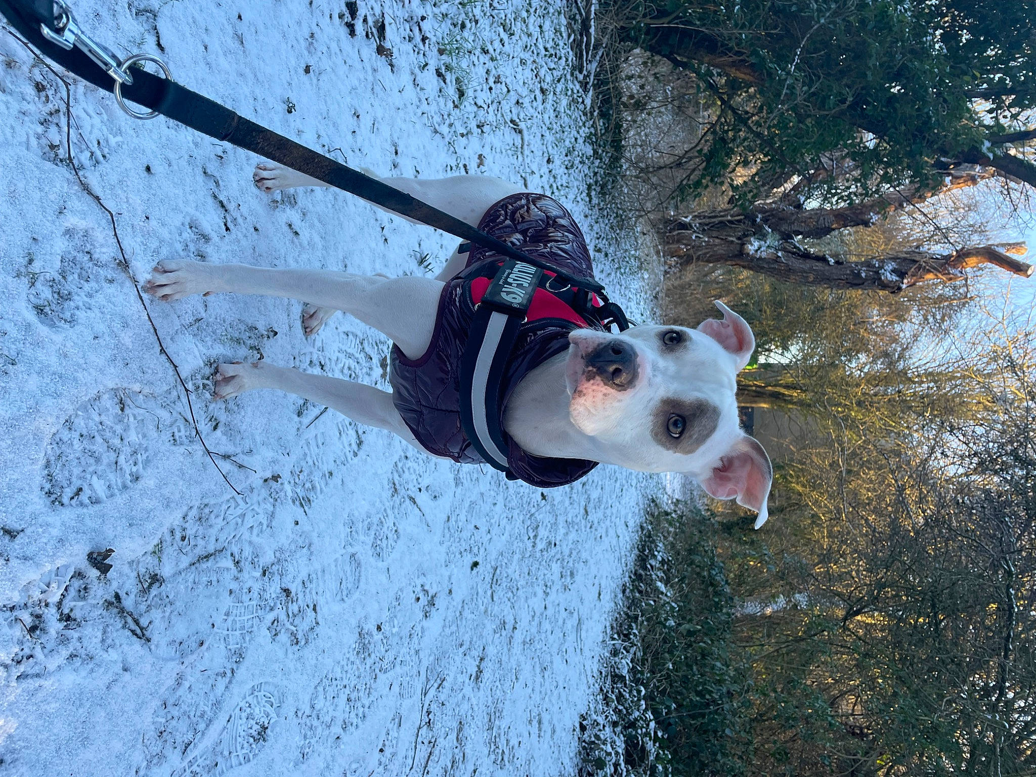 Mel participe au concours pour gagner de l'argent avec cette photo : adventure, carmine, carnivore, collar, companion_dog, dog, dog_breed, dog_collar, dog_supply, freezing, leash, plant, recreation, snout, snow, sporting_group, tree, twig, water, winter