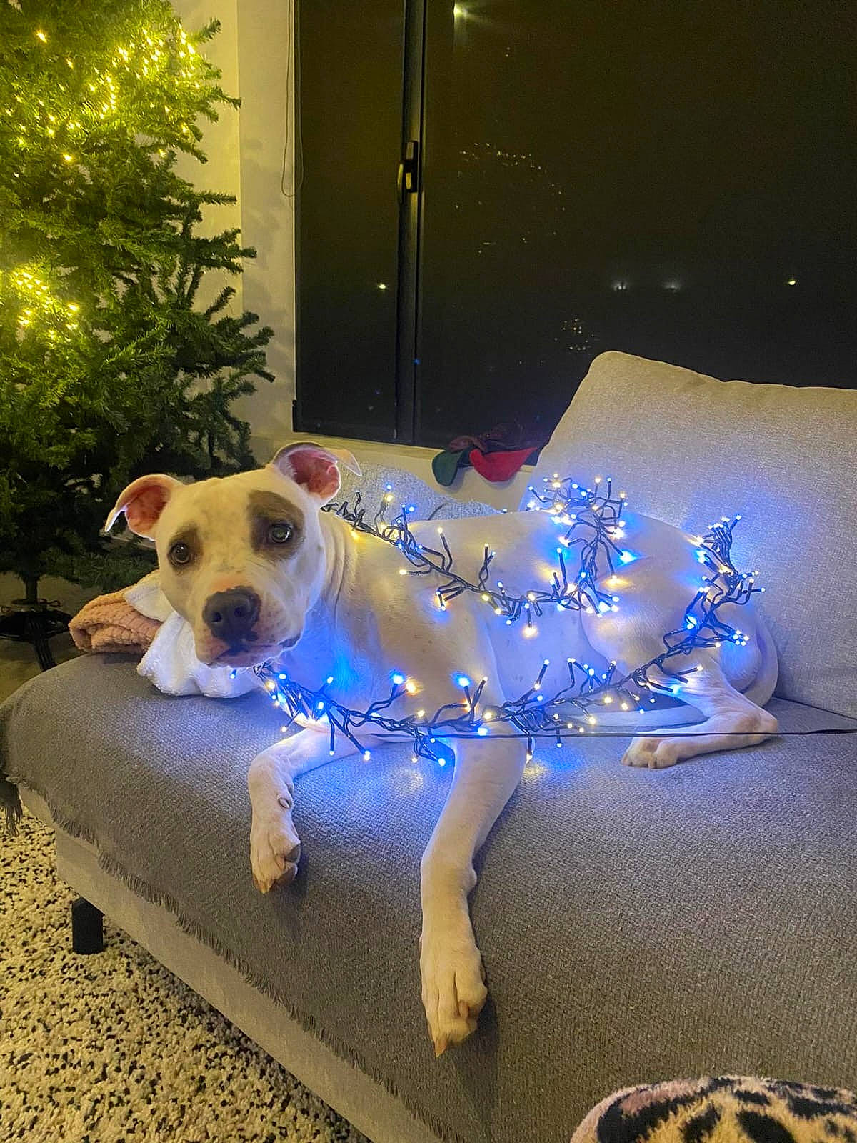 Mel a rejoint le concours — aidez-le/la à gagner de superbes lots ! canidae, carnivore, companion_dog, couch, dog, dog_breed, dog_clothes, dog_supply, door, electric_blue, fawn, flooring, grass, light, pet_supply, plant, rectangle, sporting_group, tail, working_animal