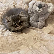 Ziyan participe au concours pour gagner de l'argent avec cette photo : animal, bed, bedroom, blanket, cat, face, furniture, head, indoors, kitten, manx, person, pet, photography, plush, portrait, quilt, room, teddybear, toy