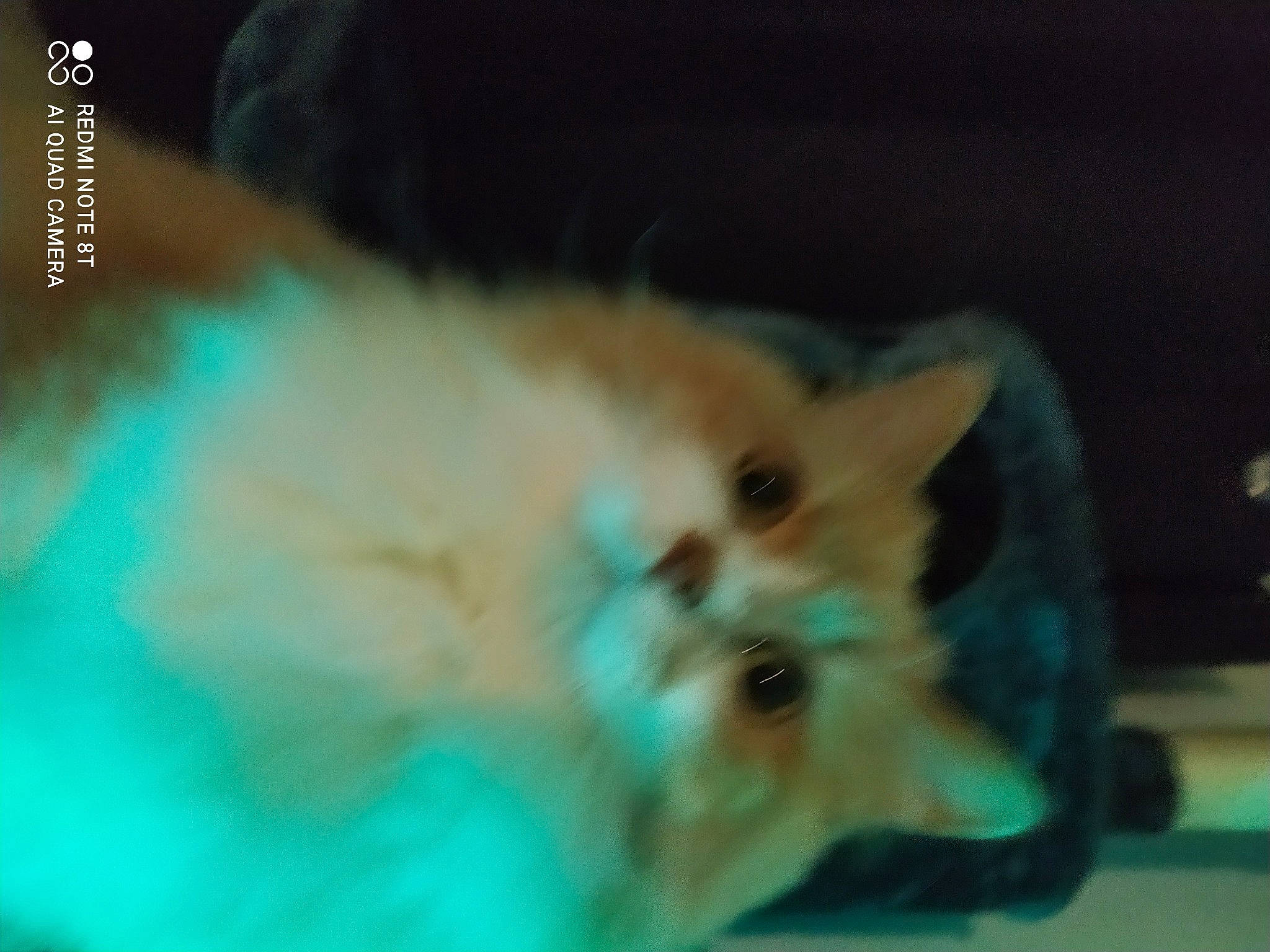 Galack participe au concours pour gagner de l'argent avec cette photo : canidae, carnivore, cat, domestic_short_haired_cat, electric_blue, fawn, felidae, fur, musical_instrument, paw, photo_caption, small_to_medium_sized_cats, snout, tail, terrestrial_animal, whiskers