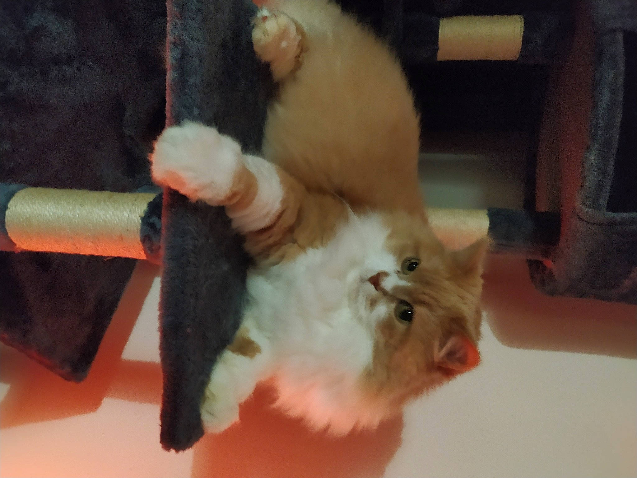 Galack participe au concours pour gagner de l'argent avec cette photo : canidae, carnivore, cat, claw, companion_dog, domestic_short_haired_cat, fawn, felidae, fur, mammal, paw, pet_supply, room, small_to_medium_sized_cats, snout, tail, whiskers, wood