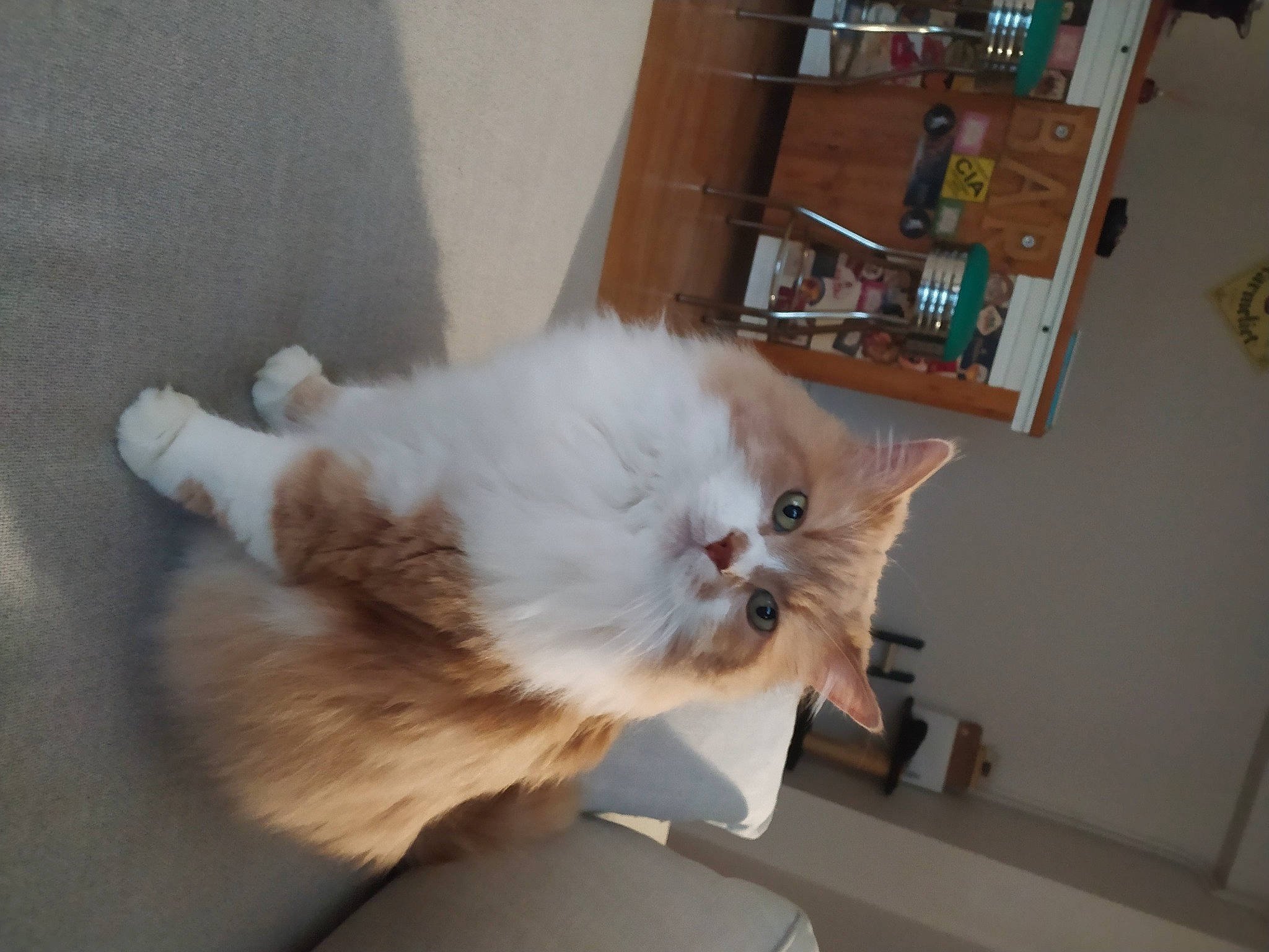 Galack participe au concours pour gagner de l'argent avec cette photo : box, carnivore, cat, claw, comfort, companion_dog, fawn, felidae, flooring, fur, hardwood, paw, picture_frame, room, small_to_medium_sized_cats, tail, whiskers, wood