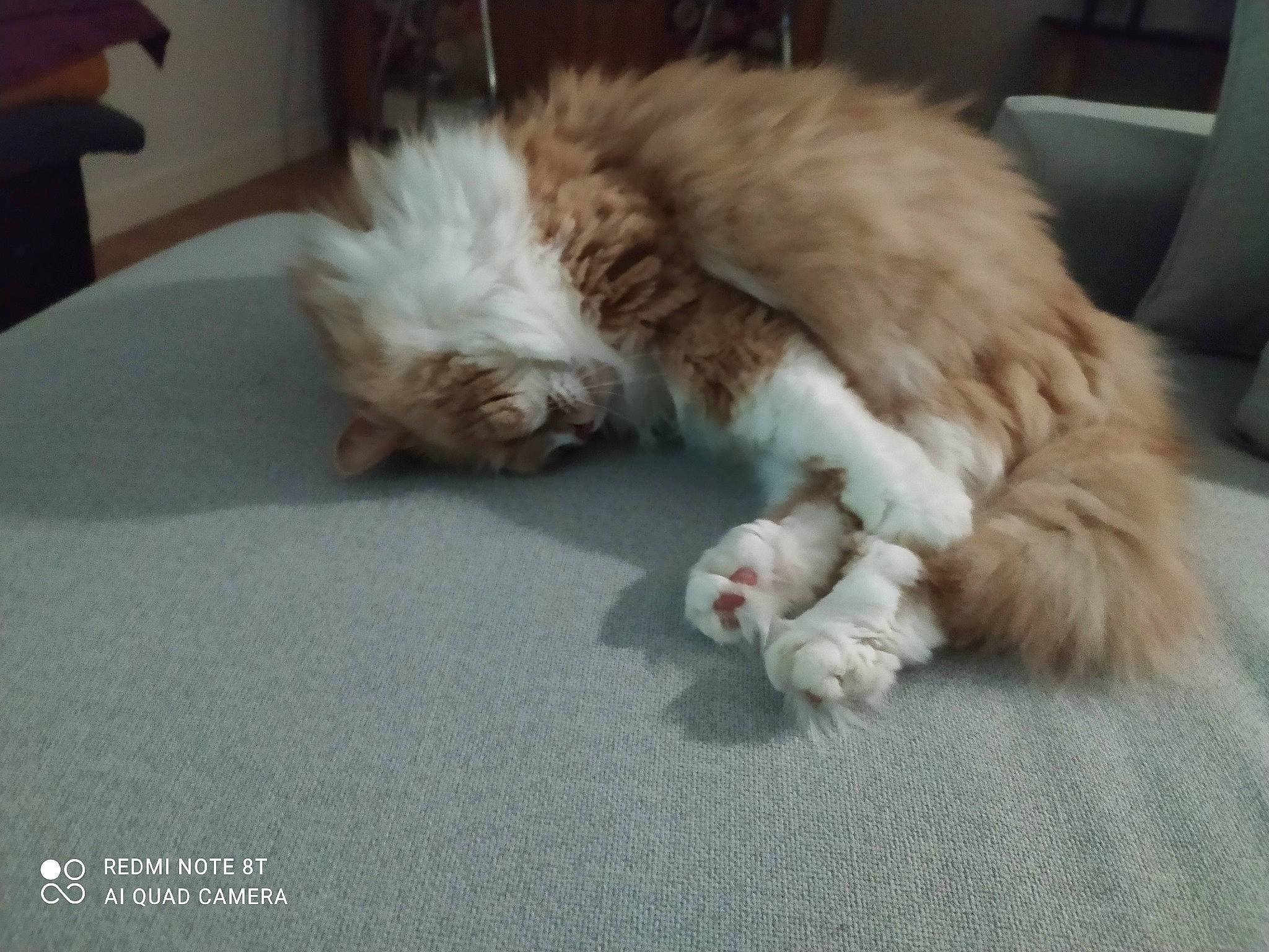 Galack participe au concours pour gagner de l'argent avec cette photo : canidae, carnivore, cat, claw, comfort, companion_dog, digital_video_recorder, dog_breed, fawn, felidae, flooring, fur, hardwood, nap, paw, small_to_medium_sized_cats, snout, sporting_group, tail, whiskers