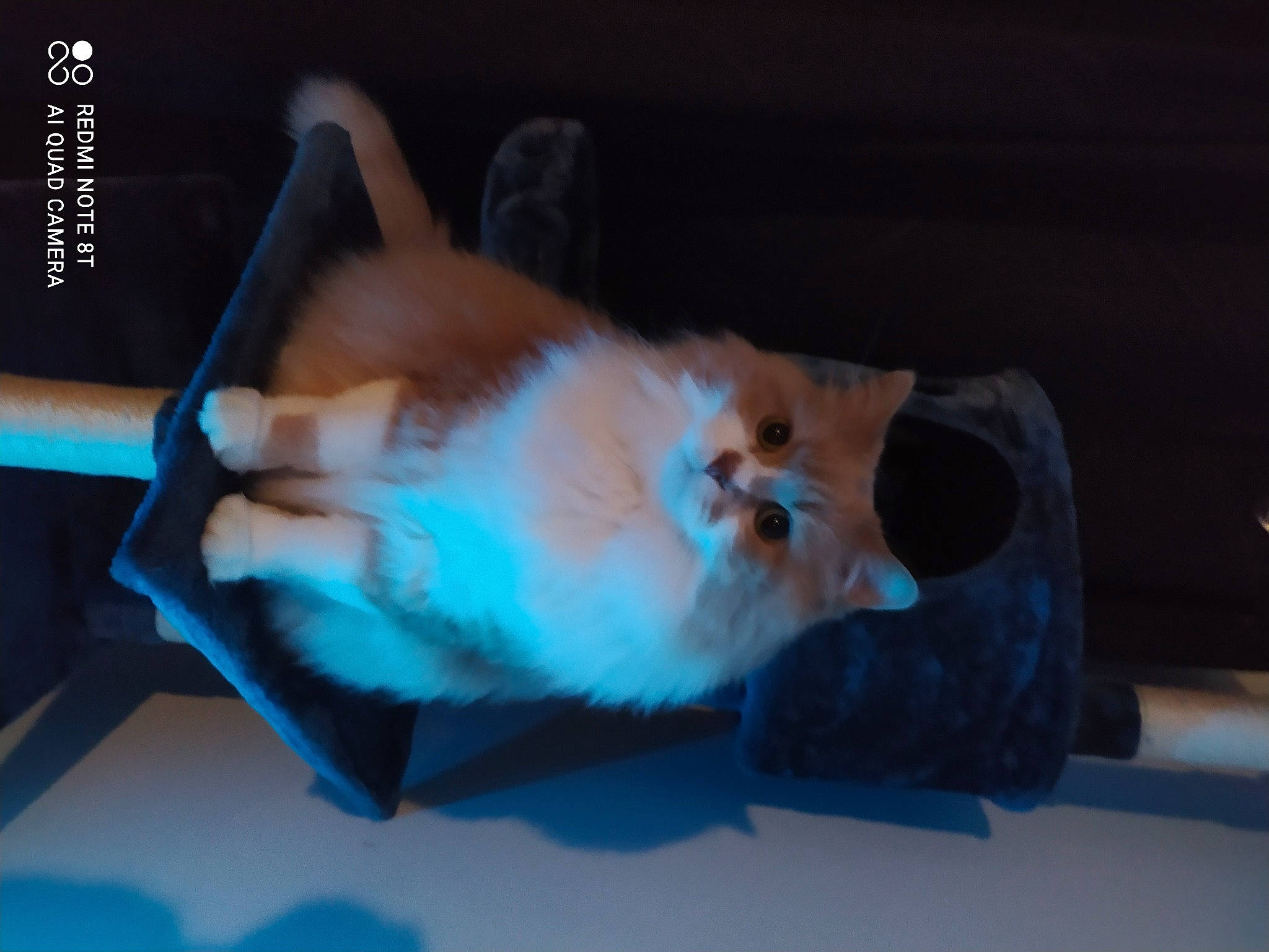 Galack a rejoint le concours — aidez-le/la à gagner de superbes lots ! bed, box, canidae, carnivore, cat, claw, comfort, companion_dog, domestic_short_haired_cat, electric_blue, fawn, felidae, fur, gesture, nap, paw, room, small_to_medium_sized_cats, tail, whiskers