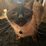 Sora joined the competition — help win amazing prizes! cat, siamese_cat, whiskers, blue_eyes, pet, curious, indoor, fur, animal, close_up, collar, tag, black_rug, floor, light, shadow, ears, nose, tail, household