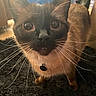 cat, siamese_cat, whiskers, blue_eyes, pet, curious, indoor, fur, animal, close_up, collar, tag, black_rug, floor, light, shadow, ears, nose, tail, household