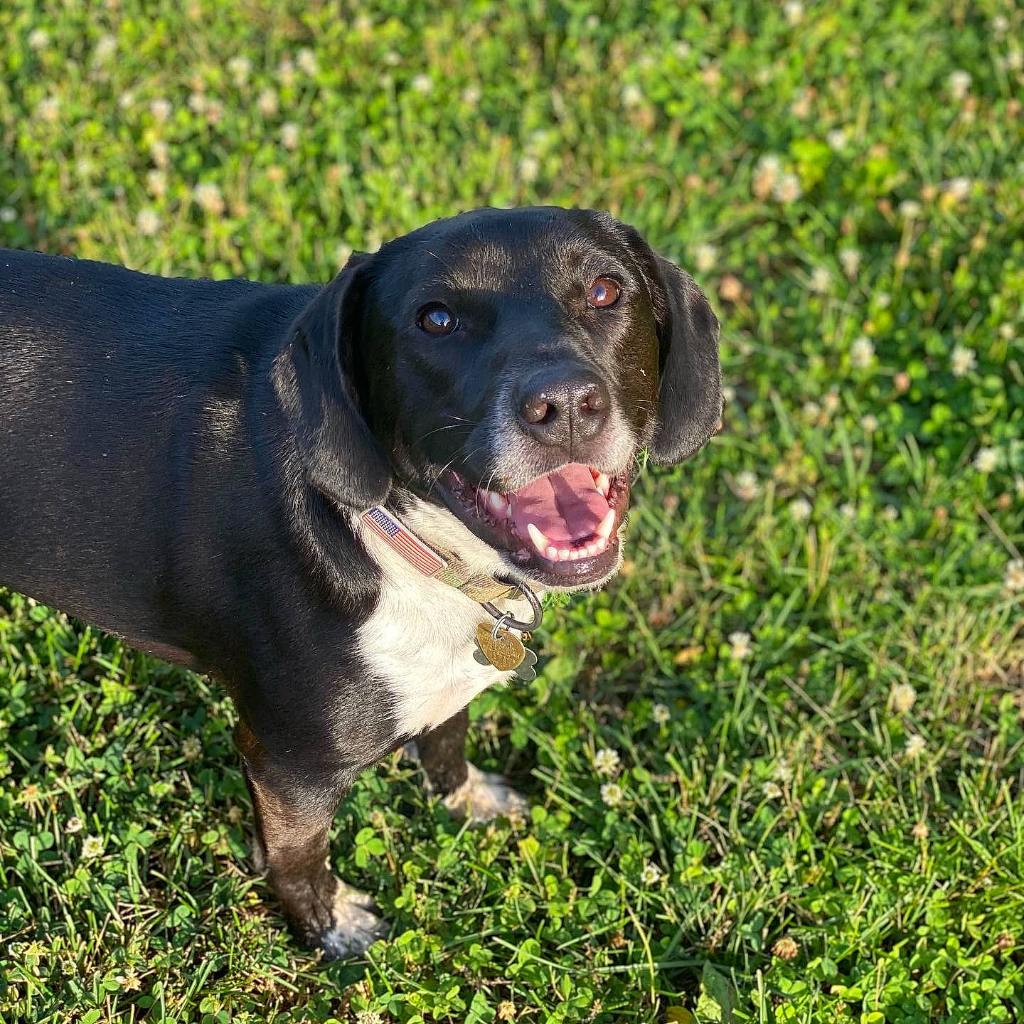 Chip is registered to the contest to win money with this photo: annual_plant, borador, canidae, carnivore, collar, companion_dog, dog, dog_breed, dog_collar, fawn, grass, gun_dog, hunting_dog, plant, snout, sporting_group, tail, terrestrial_animal, whiskers, working_animal
