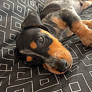Polochon a rejoint le concours — aidez-le/la à gagner de superbes lots ! puppy, dog, pet, lying_down, black_fur, tan_fur, gray_fur, blanket, patterned_blanket, indoor, cute, animal, young_dog, resting, closeup, face, ears, whiskers, naptime, soft_light