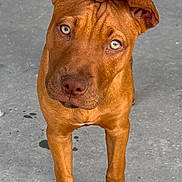 Rally is registered to the contest to win money with this photo: dog, puppy, brown_dog, curious, head_tilt, concrete_floor, indoor, pet, animal, canine, ears, eyes, snout, four_legs, floor, looking_up, young_dog, domestic_animal, fur, alert