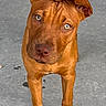 dog, puppy, brown_dog, curious, head_tilt, concrete_floor, indoor, pet, animal, canine, ears, eyes, snout, four_legs, floor, looking_up, young_dog, domestic_animal, fur, alert