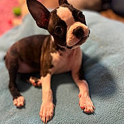 Luna joined the competition — help win amazing prizes! puppy, dog, boston_terrier, pet, animal, cute, ears, blanket, indoor, young, fur, black_and_white, small, canine, looking, sitting, front_paws, curious, head_tilt, domestic