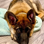Ace joined the competition — help win amazing prizes! dog, puppy, german_shepherd, ears, floor, wooden_floor, towel, lying_down, pet, animal, closeup, brown, black, fur, indoor, cute, adorable, looking, resting, young