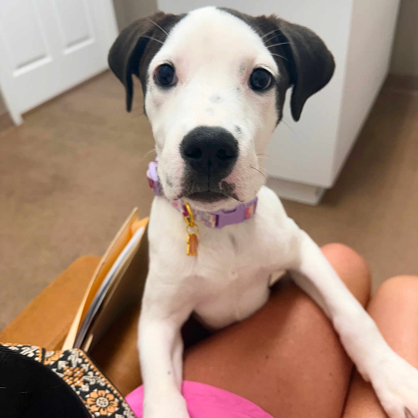 Mollie joined the competition — help win amazing prizes! puppy, dog, pet, indoor, collar, person, lap, pink_shorts, carpet, door, white_wall, black_and_white, cute, curious, animal, young_dog, sitting, front_paws, closeup, household