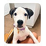 Mollie is registered to the contest to win money with this photo: animal, black_and_white, carpet, close_up, collar, curious, cute, dog, domestic, ears, face, floor, front_view, indoor, legs, looking, person, pet, puppy, young