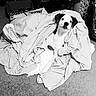 Mollie joined the competition — help win amazing prizes! dog, laundry, striped_clothing, carpet, indoors, pet, curious, black_and_white, fabric, pile, cozy, domestic, floor, household, cute, animal, resting, messy, blanket, portrait