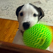 Mollie joined the competition — help win amazing prizes! puppy, dog, ball, green, indoor, wooden_floor, rug, pet, playful, mouth, closeup, motion_blur, animal, young_dog, cute, toy, pet_toy, domestic, fur, black_and_white