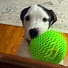 puppy, dog, ball, green, indoor, wooden_floor, rug, pet, playful, mouth, closeup, motion_blur, animal, young_dog, cute, toy, pet_toy, domestic, fur, black_and_white