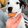 Mollie is registered to the contest to win money with this photo: puppy, dog, black_and_white, crinkle_chip, hand, blanket, couch, living_room, pet, snack, curious, close_up, indoor, cozy, fur, ears, nose, eyes, resting, playful