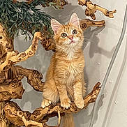 Leo joined the competition — help win amazing prizes! cat, cozy, curious, driftwood, ears, eyes, foliage, ginger_cat, indoor, kitten, orange_fur, paws, pet, plant, portrait, sitting, tail, wall, whiskers, wooden_branch