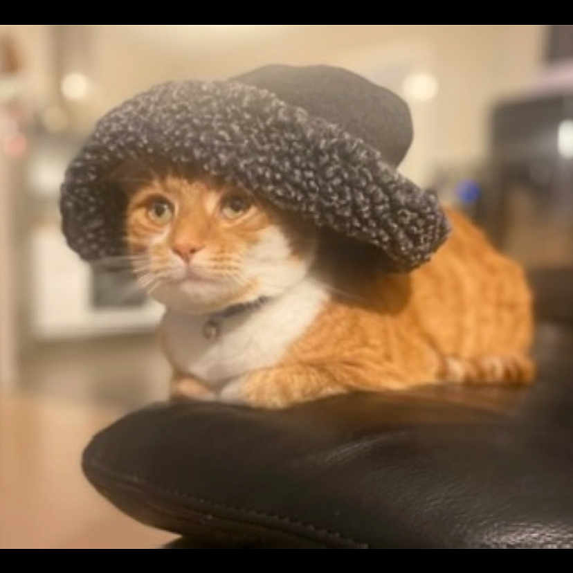 Cheerokee participe au concours pour gagner de l'argent avec cette photo : cat, orange_tabby, hat, knitted_hat, pet, animal, indoor, leather_surface, blurred_background, cozy, cute, feline, resting, wearing, portrait, domestic_cat, mammal, whiskers, ears, eyes