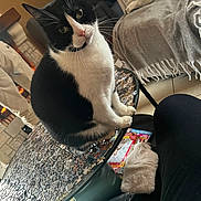 Cesar participe au concours pour gagner de l'argent avec cette photo : cat, black_and_white, sitting, table, glass_table, puzzle, indoor, blanket, couch, floor, legs, magazine, plastic_bag, curious, pet, whiskers, head_tilt, cozy, home, furniture