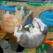 Cash Ball is registered to the contest to win money with this photo: cat, cats, orange_cat, gray_cat, playful, pets, animal, feline, fur, indoor, rug, colorful_rug, paws, whiskers, ears, tail, play, cute, companions, wrestling