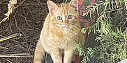 Cash Ball joined the competition — help win amazing prizes! cat, orange_tabby, outdoor, animal, pet, curious, sitting, greenery, branches, nature, fur, whiskers, tail, eyes, ground, wood, plant, closeup, cute, feline