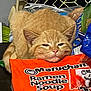 Cash Ball joined the competition — help win amazing prizes! cat, orange_cat, sleepy, ramen_noodle_soup, packaging, food, indoor, table, snack, animal, pet, cute, resting, head, face, closeup, orange, noodle, flavor, maruchan