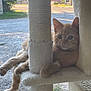 Cash Ball is registered to the contest to win money with this photo: cat, orange_tabby, cat_tree, feline, pet, indoor, relaxed, curious, animal, fur, whiskers, ears, paws, scratching_post, home, sunlight, outdoor_background, gravel, grass, house