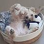 dog, basket, bed, stuffed_toy, panda, fluffy, pet, indoor, floor, cozy, relaxed, paws, ears, cute, snuggling, lying_down, animal, fur, sleepy, toy
