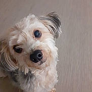Kimy a rejoint le concours — aidez-le/la à gagner de superbes lots ! dog, pet, animal, curious, fluffy, head_tilt, indoor, close_up, cute, fur, canine, looking_up, adorable, companion, friendly, small_dog, light_brown, black_nose, ears, portrait