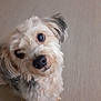 dog, pet, animal, curious, fluffy, head_tilt, indoor, close_up, cute, fur, canine, looking_up, adorable, companion, friendly, small_dog, light_brown, black_nose, ears, portrait